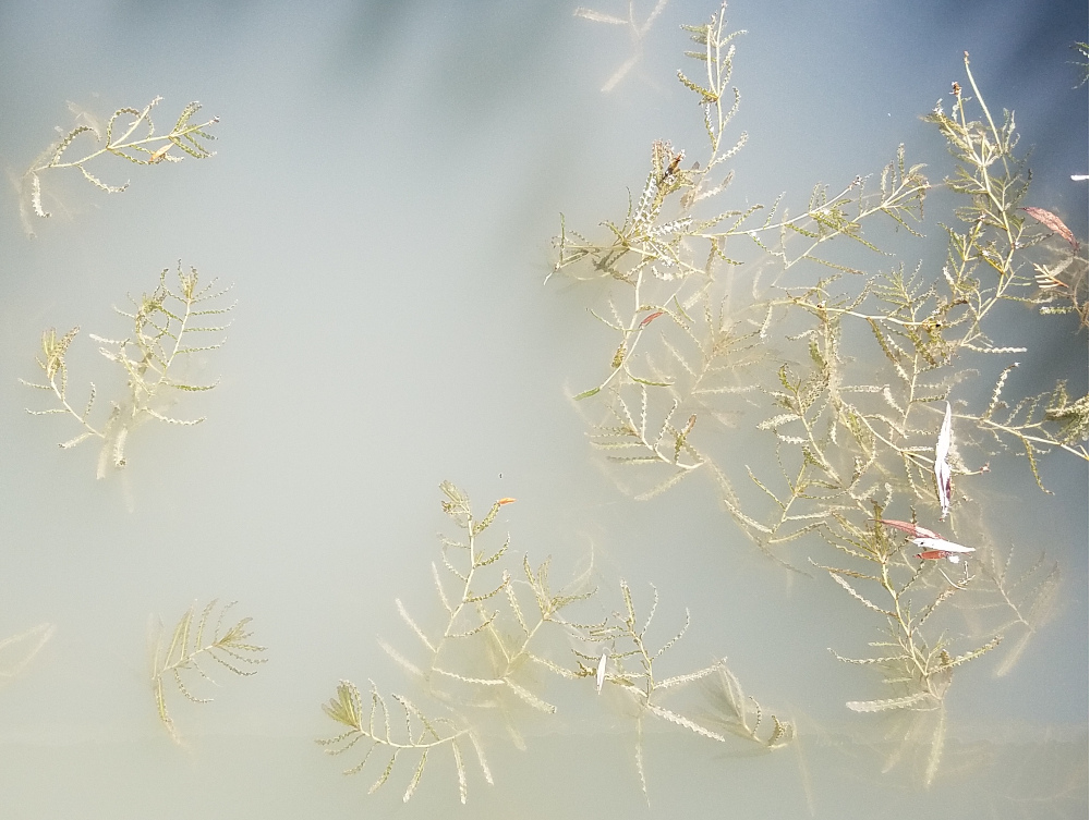 a close shot of brightly sunlit, cloudy greenish-gray still water with some water plants brushing against the surface from beneath